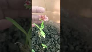 How to germinate Glardia from seeds glardia nature relaxing relaxingmusic flowers [upl. by Pip]