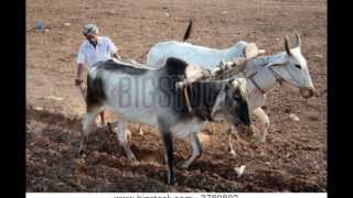 Mandian Ch Jatt  Babbu Maan  2014 [upl. by Sadira]