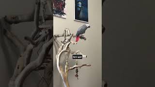 My parrots talking compilation They are 1 of the most intelligent birds next to the eclectus [upl. by Notgnirra720]