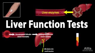 Liver Function Tests LFTs Animation [upl. by Greeson]