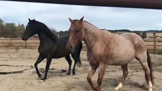 Remy meeting other horses [upl. by Lomaj]