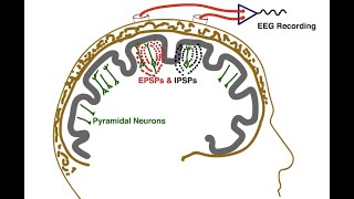 The Essential EEG Concepts you MUST master [upl. by Edgar]