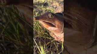 evergladesyoutubeshortsnaturealligatorsnaketurtle [upl. by Ullman]