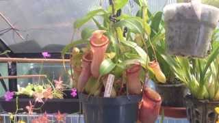 Nepenthes Carnivorous Plant The First Nepenthes I ever owned  Easy Nepenthes for beginners [upl. by Schindler752]