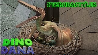 dino dana pterodactylus screen time [upl. by Ynoffit804]