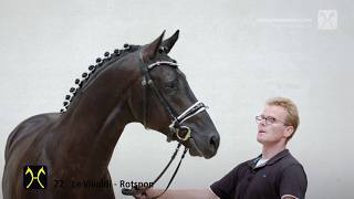 Hanoverian Stallion Licensing 2018 No 72 Stallion by Le Vivaldi  Rotspon [upl. by Merkley515]