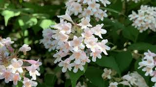 Linnaea amabilis  beauty bush [upl. by O'Dell]