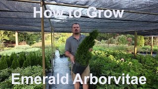 How to grow Emerald Arborvitae Thuja occidentalis Smaragd with detailed description [upl. by Resarf]