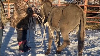 Using a scotch hobble on wild donkey [upl. by Norrag]