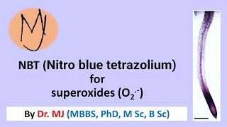 Nitro blue tetrazolium NBT staining Arabidopsis roots stress DoctorTutors [upl. by Itsirk]