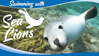 Swimming with Sea Lions  Calypso Star Charters  Langton Island  Port Lincoln South Australia [upl. by Dviad748]