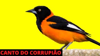 CORRUPIÂO CANTANDO MUITO NA NATUREZA  CANTO DO PÁSSARO CORRUPIÃO [upl. by Carney]