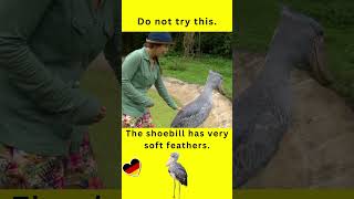 Wie begrüßt man einen Schuhschnabel Meeting a shoebill 🙋🐦 Deutsch lernen learning german [upl. by Rahab]