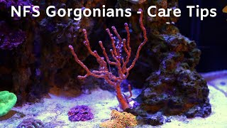 NPS Gorgonians in Your Reef [upl. by Cai]