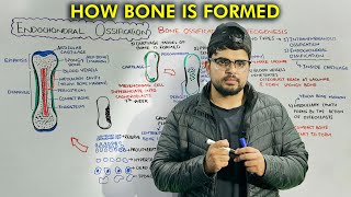 Bone Formation Endochondral Bone Ossification Part 2 [upl. by Einnor674]