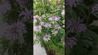 New Native Plant Pollinator Garden tour  Peterborough Ontario year 4 Amazing blooms and bees [upl. by Buckie344]