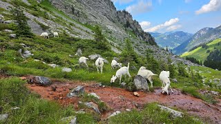 Goats drinking from bloody red stream mountains goats iron river Swiss Alps [upl. by Uella]