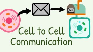 Cell to Cell Communication  Types of signaling [upl. by Annehs]