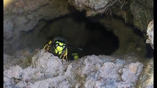 Vespula germanica  German Wasp Subterranean Nest 12082021 [upl. by Pani]