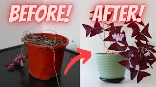 How to SAVE or REVIVE a Dying Oxalis Plant Oxalis Triangularis Plant Care [upl. by Sonja69]