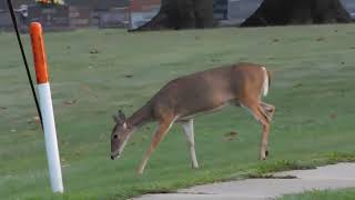 Deer crossing [upl. by Fairlie86]