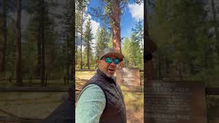 Gigantic Tree In La Pine La Pine Oregon State Park Revealed lapineoregon lapine [upl. by Wetzell]