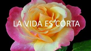 La vida es corta [upl. by Nothsa402]