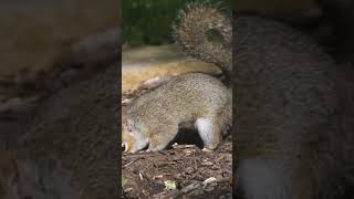 Uncovering Squirrel Secrets What Are They Hiding [upl. by Nolram]