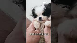 애기 포메라니안 무무랑 복종훈련 손장난 같이 놀기 puppylife 강아지 강아지브이로그 반려견 puppy 무무 pomeranian 댕댕이 강아지일상 [upl. by Horsey]