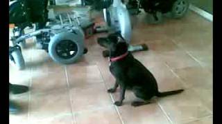 attaque chien mechant rottweiler pitbull combat de chien lamalou les bains [upl. by Chiaki]