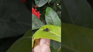 Houseflies Getting Busy A CloseUp Look at Fly Mating [upl. by Daune]