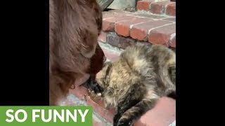 Newfoundland gives tolerant cat tongue bath [upl. by Schlessinger]