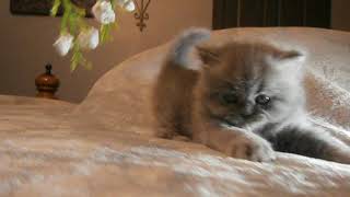 CFA Blue Cream Female Persian Kitten [upl. by Inwat]