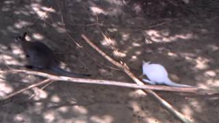 Albino Bennetwallabie  Albino Rednecked wallaby Olmense Zoo [upl. by Oicam194]