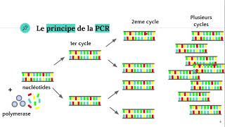 La technique PCR Polymerase Chain Reaction ðŸ§ª [upl. by Rehsa]