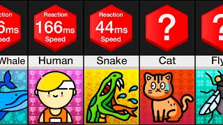 Comparison Animal Reaction Speed [upl. by Eimirej]