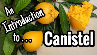 An Introduction to Canistel including why its called egg fruit [upl. by Arraek]