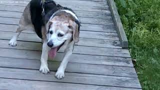 Lucy the beagle explores Veterans park Mentor Ohio part 2 [upl. by Hirasuna]