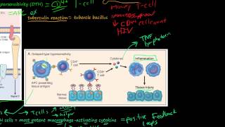 81P DelayedType Hypersensitivity TCellMediated Type IV Hypersensitivity [upl. by Syla]