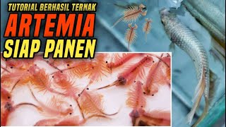 BUDIDAYA ARTEMIA  SEA MONKEY UNTUK IKAN CUPANG PAKDHE [upl. by Adnowal]