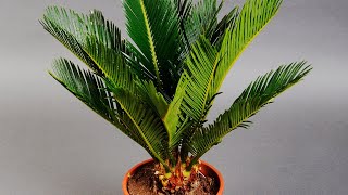 SAGO PALM CARE CONDITIONS  CYCAS PLANT ANALYSIS [upl. by Teerprah]