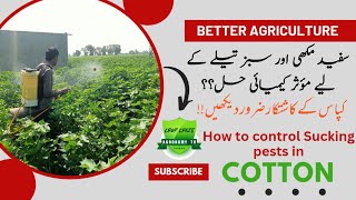 Best Insecticides for Whitefly Control A MustWatch  Crop Craze [upl. by Zetrac]