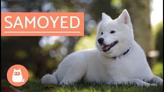 Samoyed Dog  history characteristics and care [upl. by Anila395]