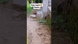 Nag nagin love dance love union  snake natureviral  shorts [upl. by Figge]