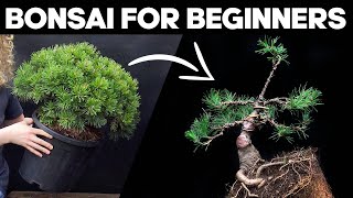 How to Make a Pine Bonsai for Beginners🌲EASY [upl. by Mountford]