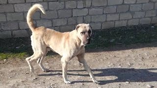 kangal və çoban iti [upl. by Oneida]