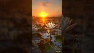 Water lilies  sunset photography youtubeshorts sunset waterlily [upl. by Nyrhtak]