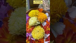 3 varieties Biyyam banthi or Ookabanthi marigold flowerplants seeds ytshorts WhatsApp 93462 29469 [upl. by Gausman215]