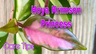 KRIMSON PRINCESS HOYA CARE [upl. by Aldon]