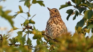 Song Thrush Singing at Sunset [upl. by Ford]